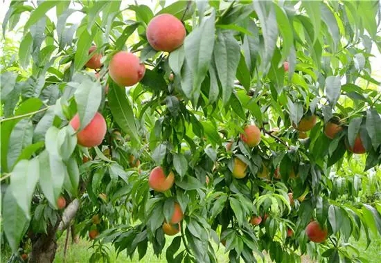 中果桃之源全年施肥方案